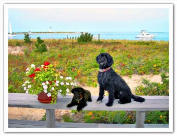 geoff neuhoff dog near beach Oil Paintings
